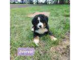 Bernese Mountain Dog Puppy for sale in Boyden, IA, USA