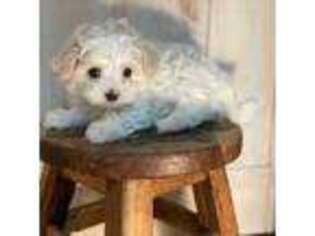Maltese Puppy for sale in Lake City, FL, USA