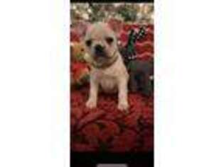French Bulldog Puppy for sale in Wapakoneta, OH, USA