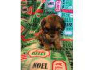 Cavachon Puppy for sale in Selma, CA, USA