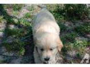 Labrador Retriever Puppy for sale in POMONA PARK, FL, USA