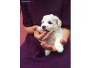 Bichon Frise Puppy for sale in Rexford, MT, USA