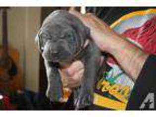 Great Dane Puppy for sale in GRAND JUNCTION, CO, USA