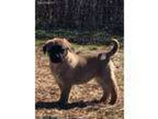 Anatolian Shepherd Puppy for sale in Anderson, SC, USA