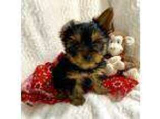 Yorkshire Terrier Puppy for sale in Christiana, TN, USA