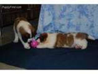 Saint Bernard Puppy for sale in Fredericksburg, PA, USA