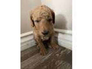 Goldendoodle Puppy for sale in Covina, CA, USA