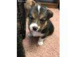 Pembroke Welsh Corgi Puppy for sale in Wing, ND, USA
