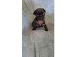 Pug Puppy for sale in Mansfield, MO, USA
