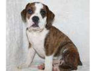 Bulldog Puppy for sale in Koshkonong, MO, USA
