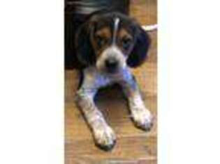 Beagle Puppy for sale in Lynn, MA, USA