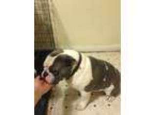 Olde English Bulldogge Puppy for sale in Chapel Hill, NC, USA