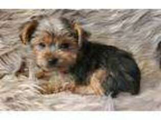 Yorkshire Terrier Puppy for sale in Cabot, AR, USA