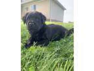 Labrador Retriever Puppy for sale in Wooster, OH, USA