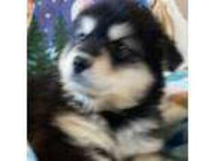 Alaskan Malamute Puppy for sale in Fincastle, VA, USA