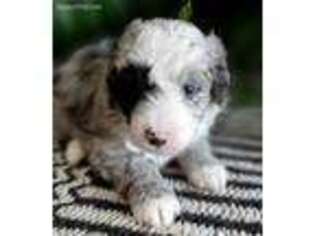 Mutt Puppy for sale in Dodd City, TX, USA