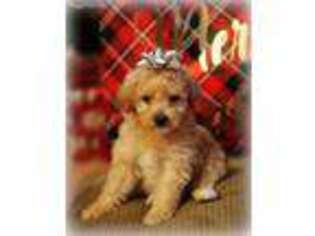 Goldendoodle Puppy for sale in Mossyrock, WA, USA
