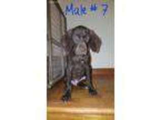 German Shorthaired Pointer Puppy for sale in Oakley, CA, USA