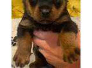 Rottweiler Puppy for sale in Burbank, WA, USA