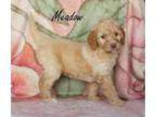 Mutt Puppy for sale in Luxemburg, WI, USA