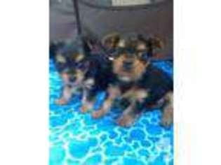 Yorkshire Terrier Puppy for sale in ALHAMBRA, CA, USA