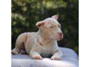 Mutt Puppy for sale in Phenix City, AL, USA