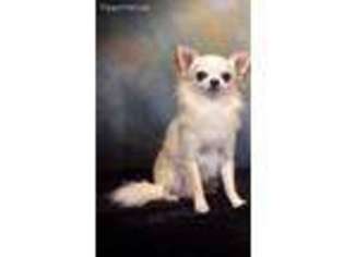 Chihuahua Puppy for sale in Lake Elsinore, CA, USA