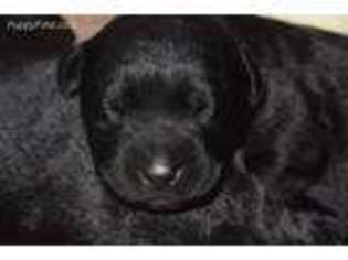 Labrador Retriever Puppy for sale in Harrington, DE, USA