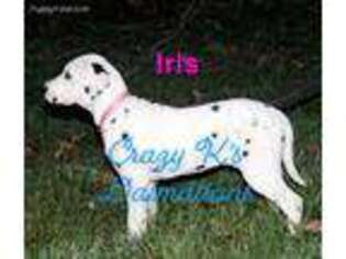 Dalmatian Puppy for sale in Belle, MO, USA