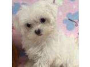 Maltese Puppy for sale in Arlington, VA, USA