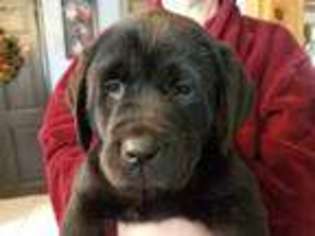 Labrador Retriever Puppy for sale in Warriors Mark, PA, USA