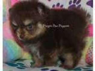 Pomeranian Puppy for sale in Los Angeles, CA, USA