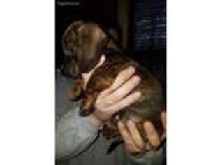 Dachshund Puppy for sale in Watertown, NY, USA