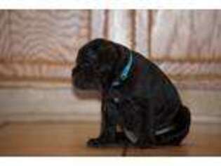 Cane Corso Puppy for sale in Chandler, AZ, USA