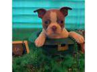 Boston Terrier Puppy for sale in Kalispell, MT, USA