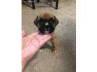 Boxer Puppy for sale in Lowell, MI, USA