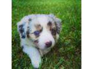 Miniature Australian Shepherd Puppy for sale in Greenville, MI, USA