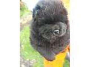 Chow Chow Puppy for sale in Bend, OR, USA
