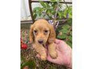 Dachshund Puppy for sale in Latham, MO, USA