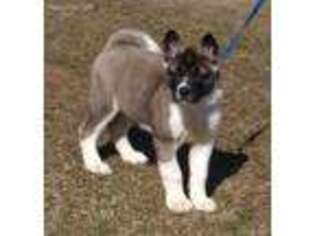 Akita Puppy for sale in Kunkletown, PA, USA