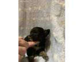 Chihuahua Puppy for sale in Loris, SC, USA