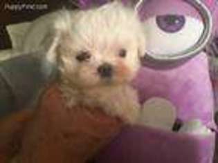 Maltese Puppy for sale in Pensacola, FL, USA