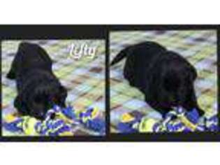 Labrador Retriever Puppy for sale in Anza, CA, USA