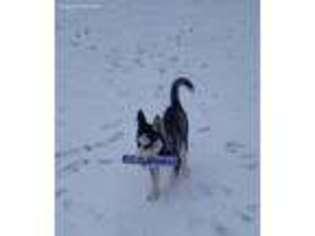 Siberian Husky Puppy for sale in Redford, MI, USA