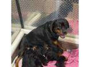 Rottweiler Puppy for sale in Cheboygan, MI, USA
