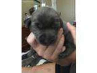 Labrador Retriever Puppy for sale in Burlington, KY, USA
