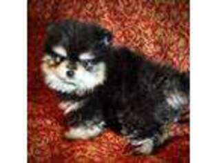 Pomeranian Puppy for sale in Fort Smith, AR, USA