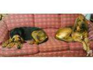 Bloodhound Puppy for sale in TRENTON, GA, USA