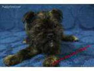 Brussels Griffon Puppy for sale in Hickory, NC, USA