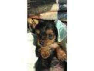 Yorkshire Terrier Puppy for sale in Pawtucket, RI, USA